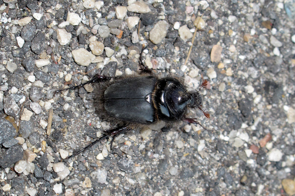 Pachypus candidae - Roma